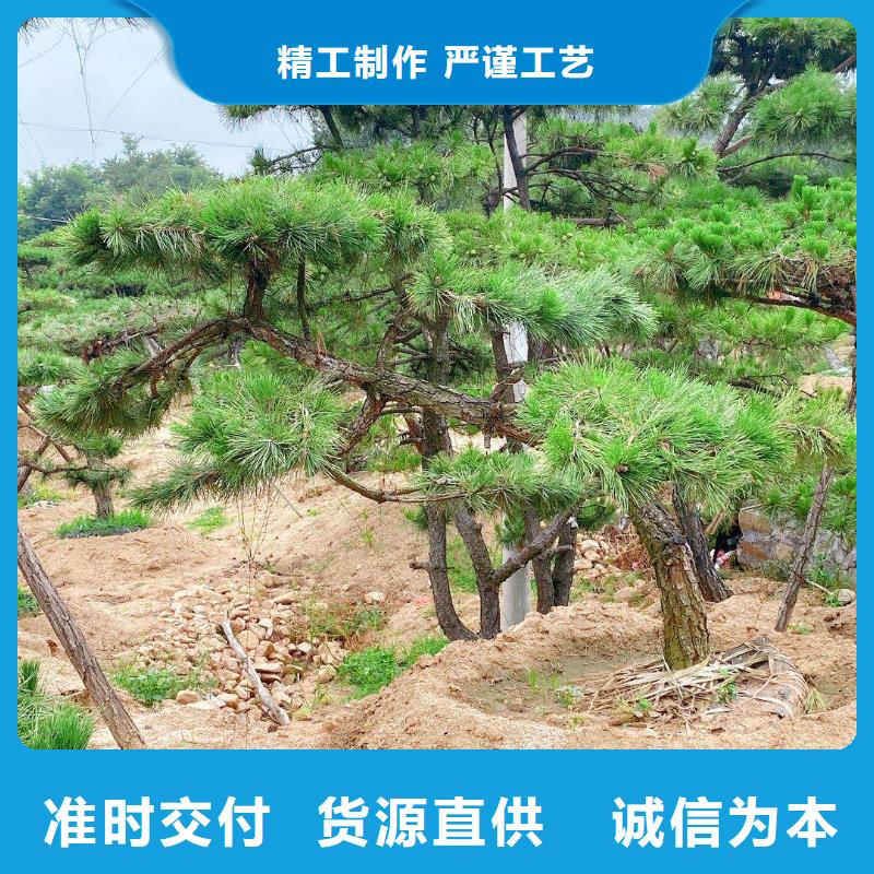  造型松廠家直銷(xiāo)規(guī)格多樣