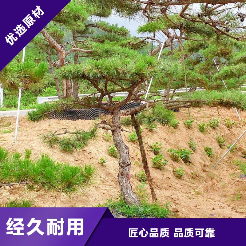 造型松盆景支持非標(biāo)定制