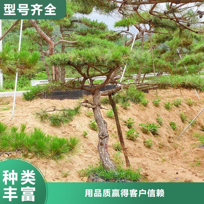 造型松盆景優(yōu)選廠家