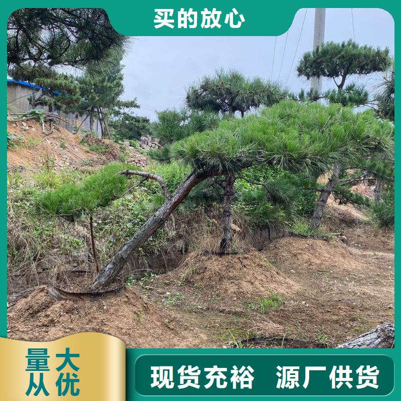 【造型松造型黑松一站式供應(yīng)廠家】
