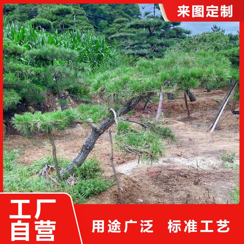 造型松 造型松价格实力公司