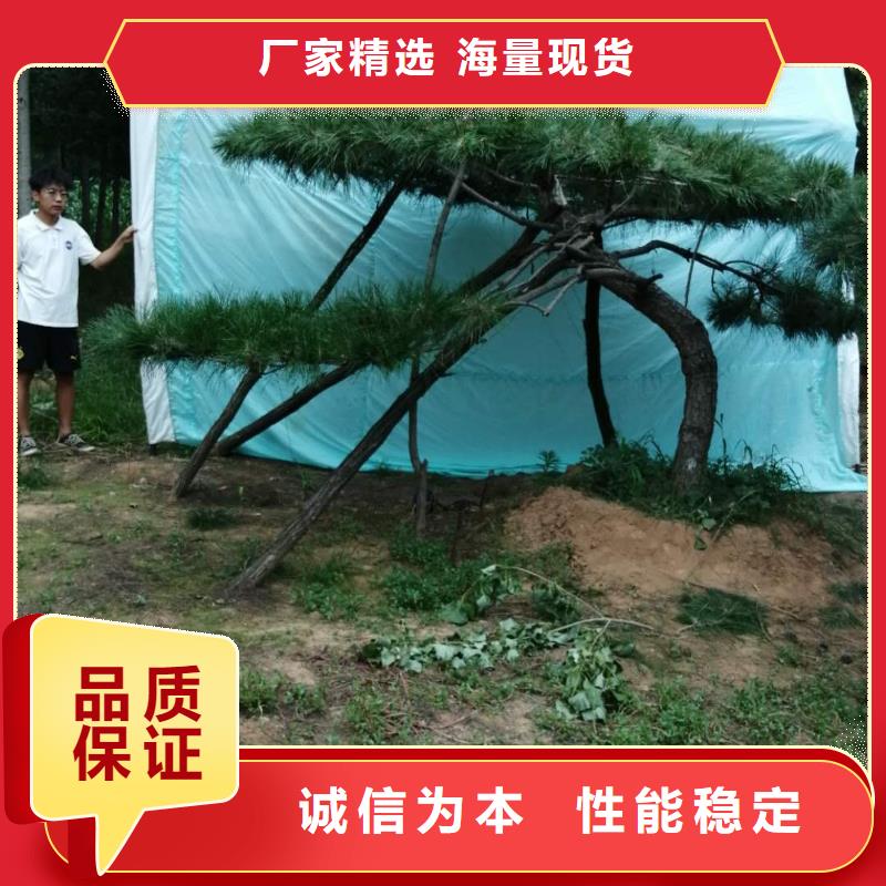 造型松黑松有實(shí)力有經(jīng)驗(yàn)