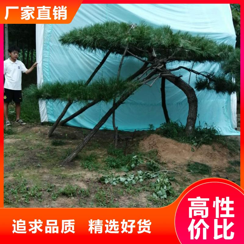  造型松實(shí)力廠家直銷
