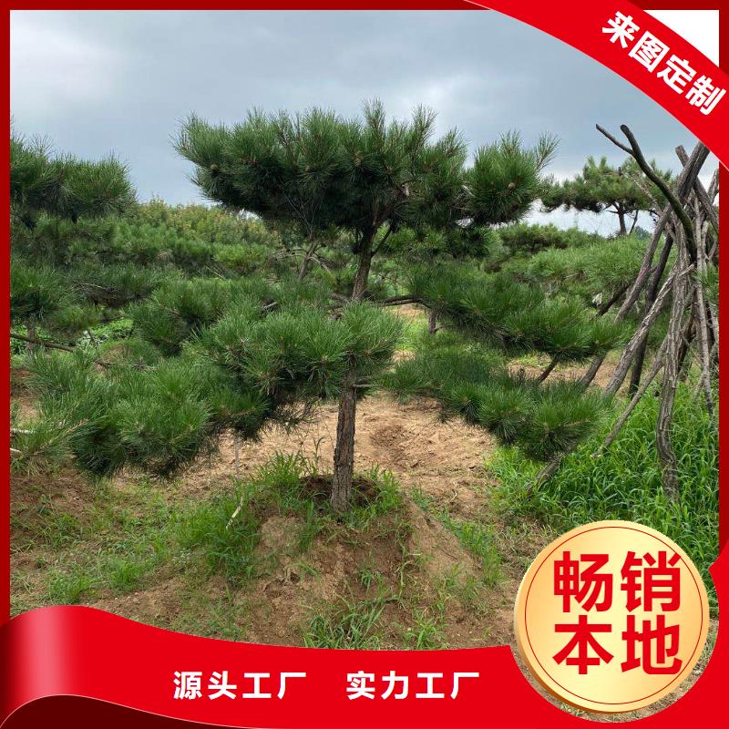 造型松黑松有實(shí)力有經(jīng)驗(yàn)