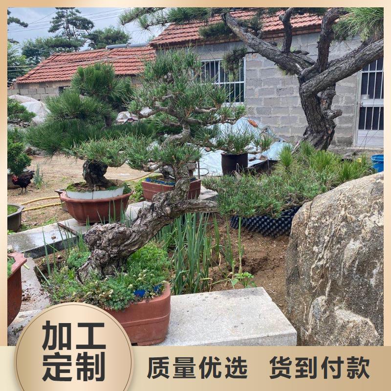 造型松古桩定制零售批发