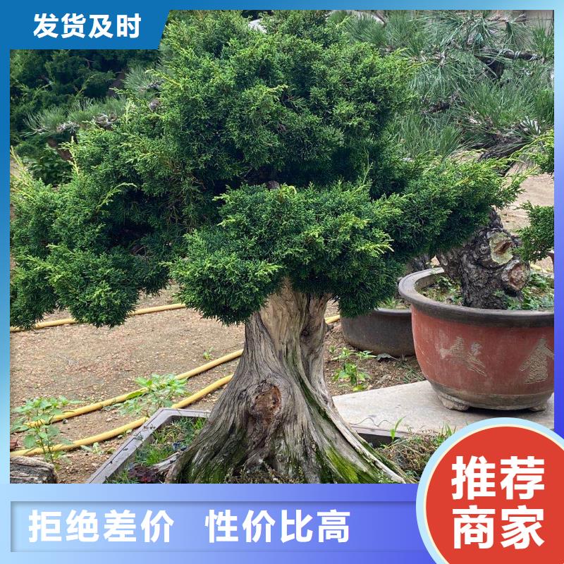 造型松黑松有實(shí)力有經(jīng)驗(yàn)