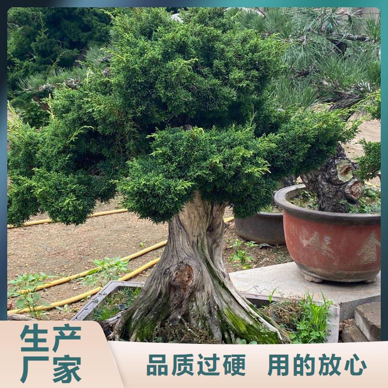 造型松迎客松精工打造