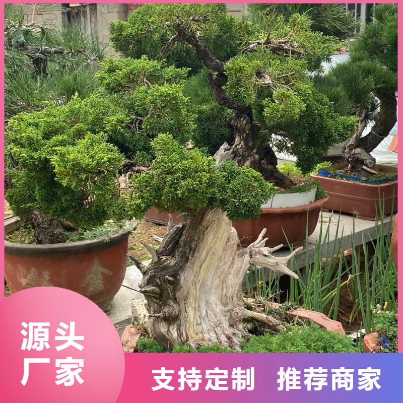 造型松-造型黑松根據(jù)要求定制