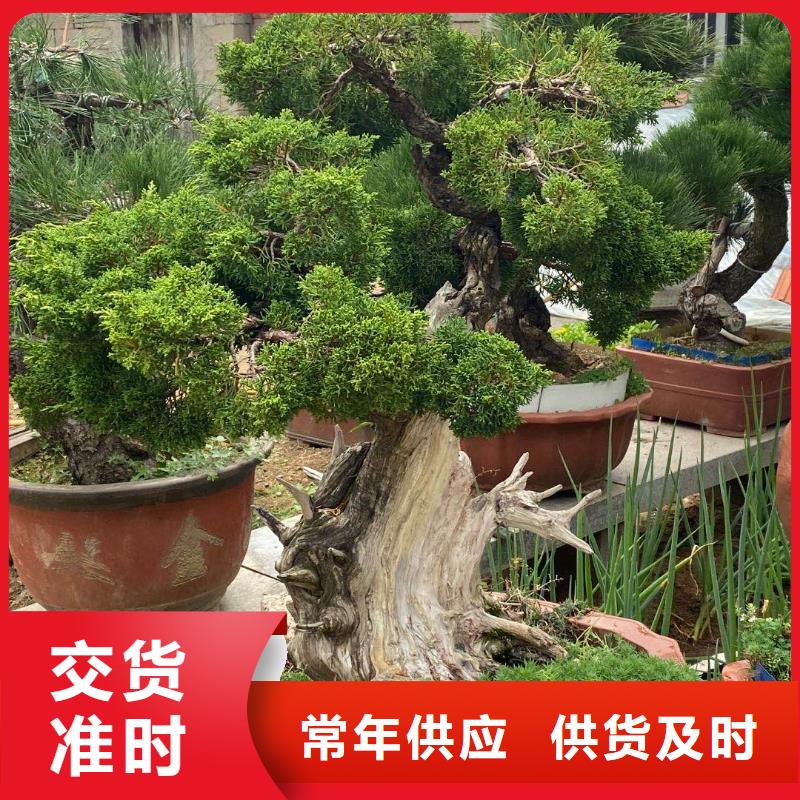 造型松,造型油松產(chǎn)地廠家直銷