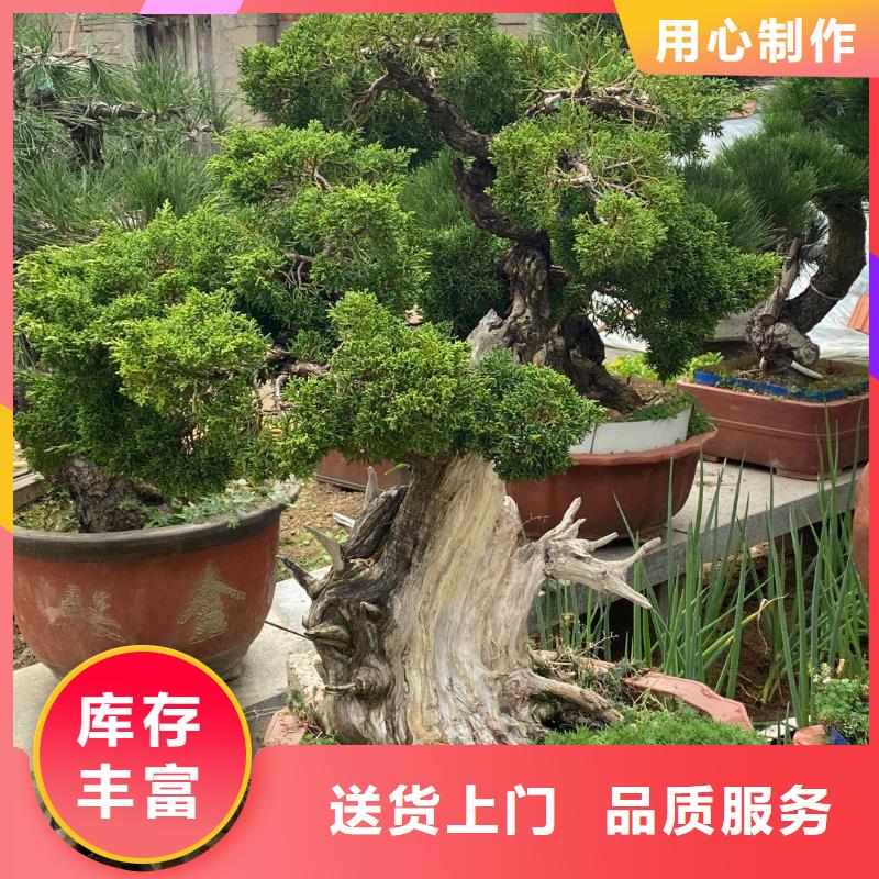 造型松造型松價(jià)格廠誠(chéng)信經(jīng)營(yíng)