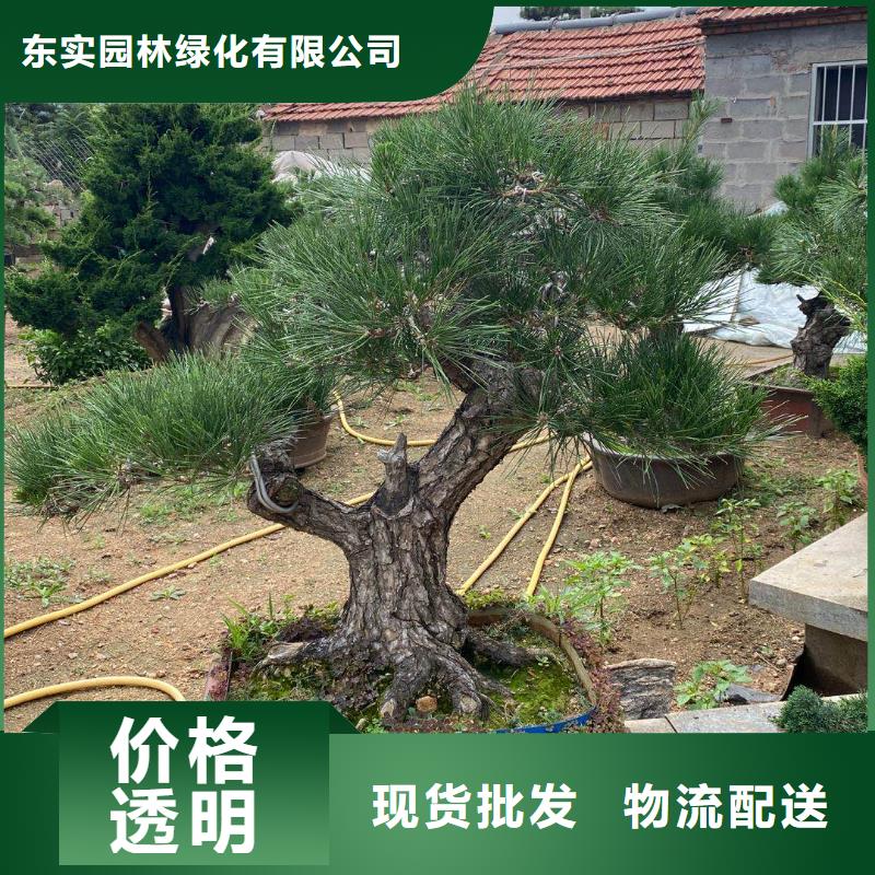 造型松平頂松質(zhì)量牢靠