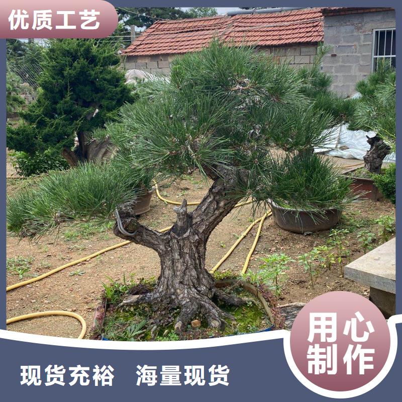 造型松-造型松價(jià)格質(zhì)檢合格出廠