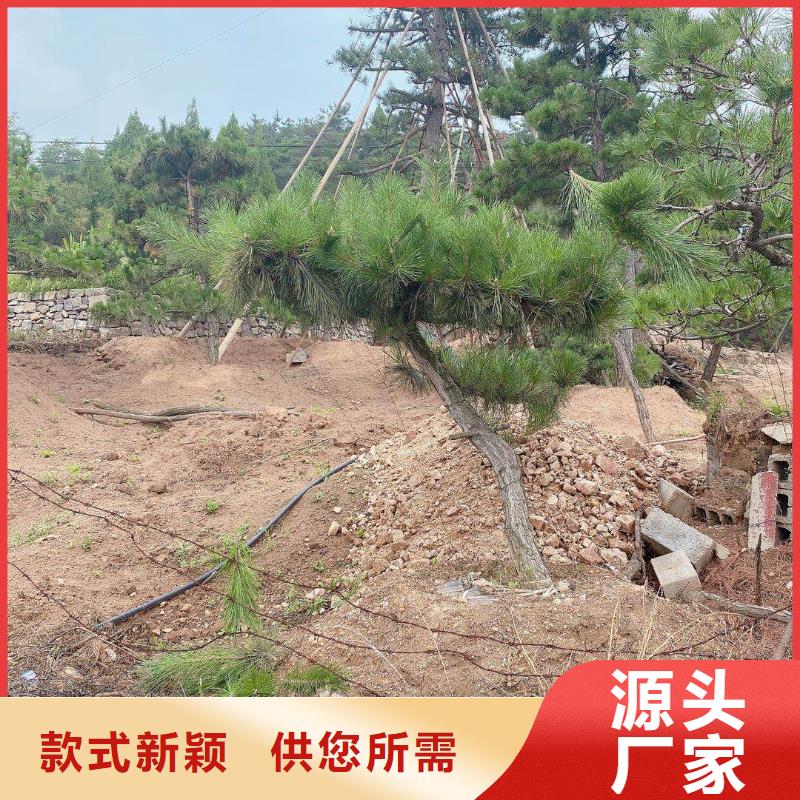 平頂松大量供應