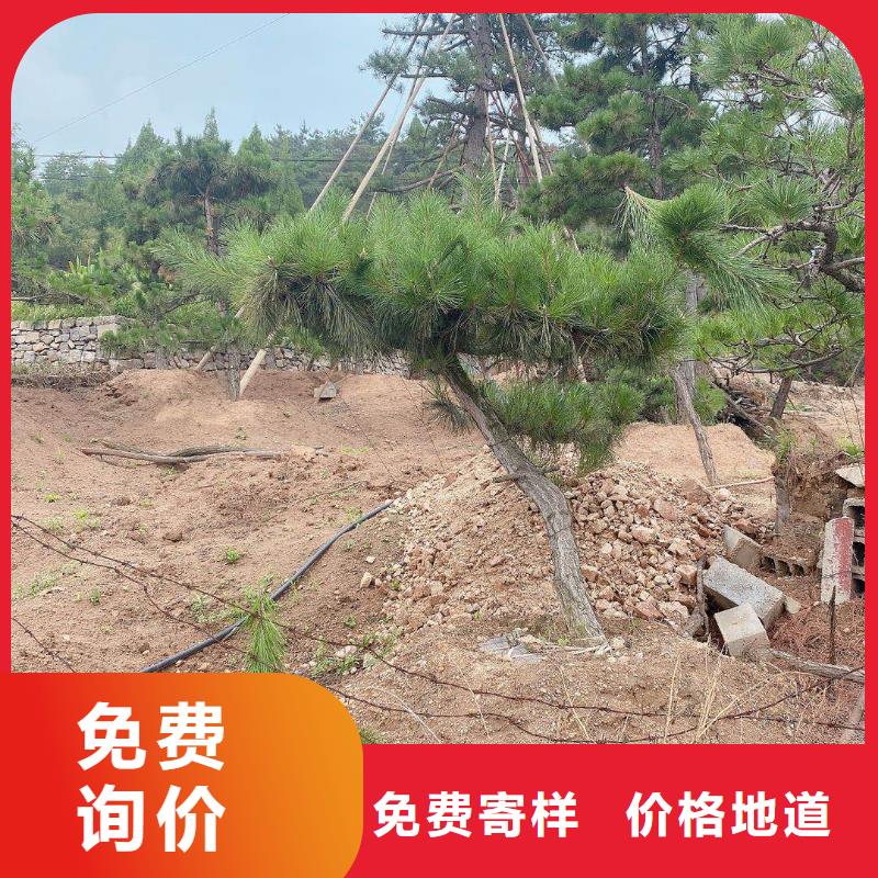 造型松黑松有實(shí)力有經(jīng)驗(yàn)