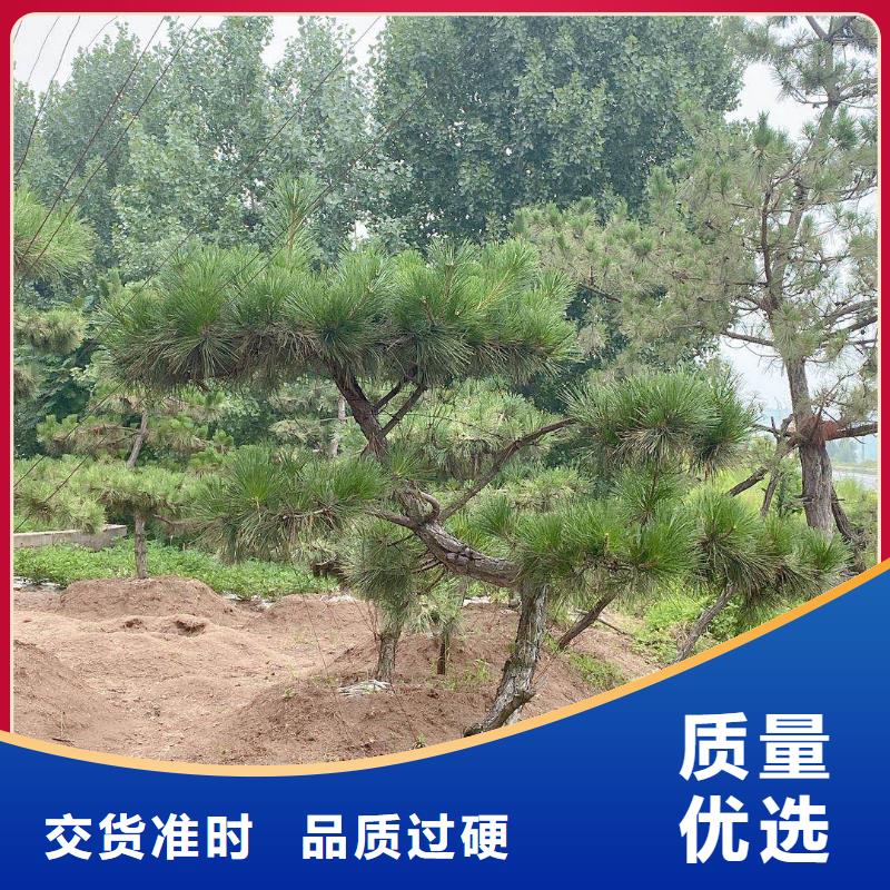  造型松专业按需定制