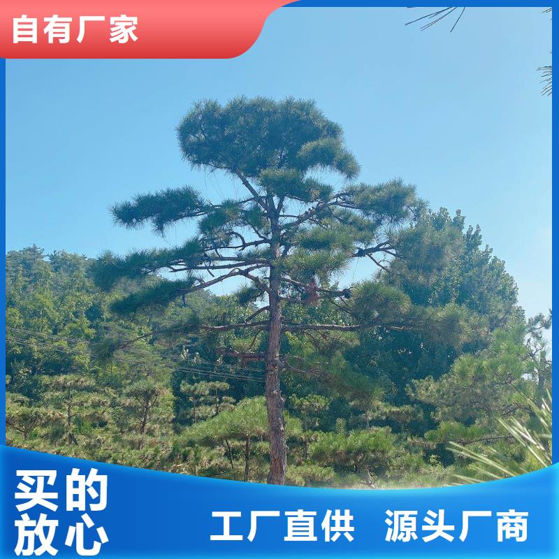 造型松黑松有實力有經(jīng)驗