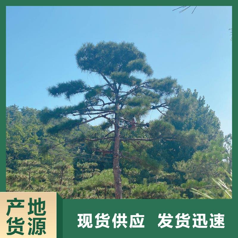  造型松支持批发零售