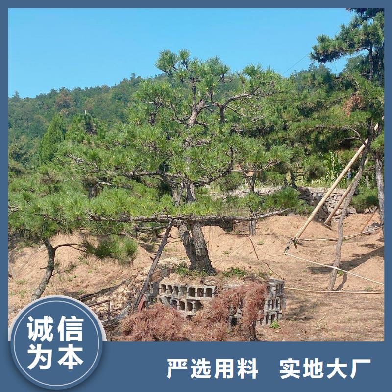 【造型松造型黑松廠家直銷貨源充足】