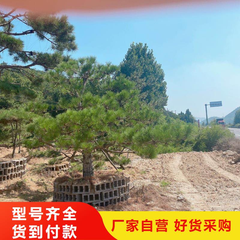  造型松真實(shí)拍攝品質(zhì)可靠