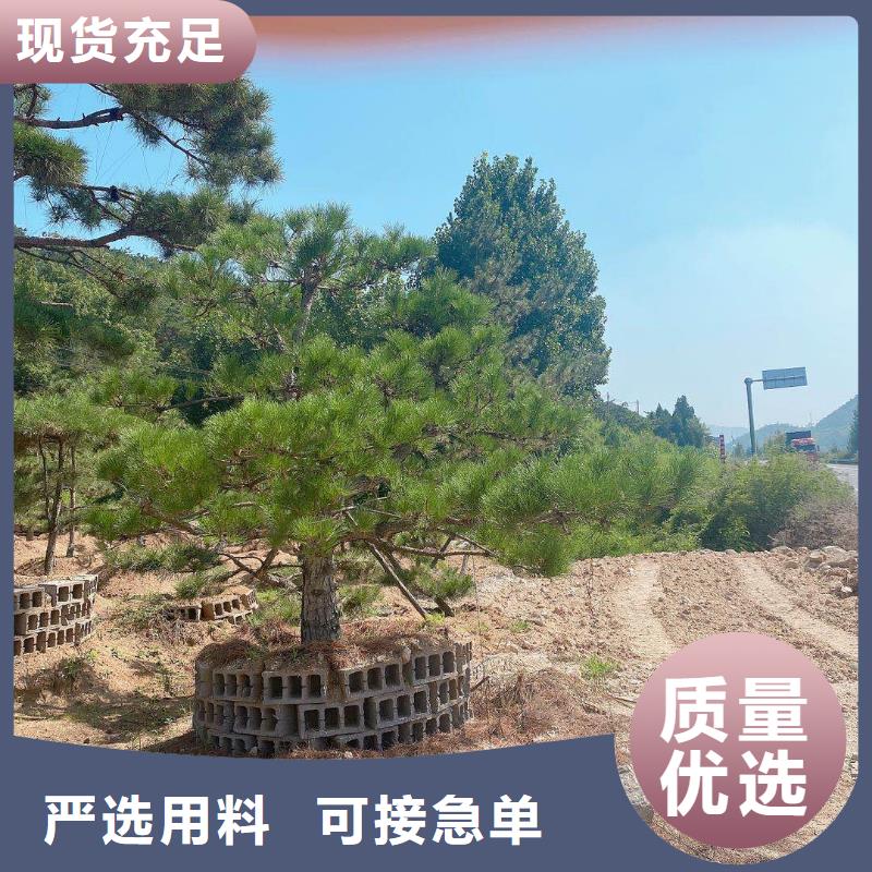造型松,奇石行業(yè)優(yōu)選