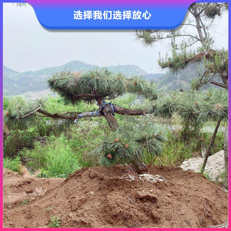  造型松貨源足質(zhì)量好