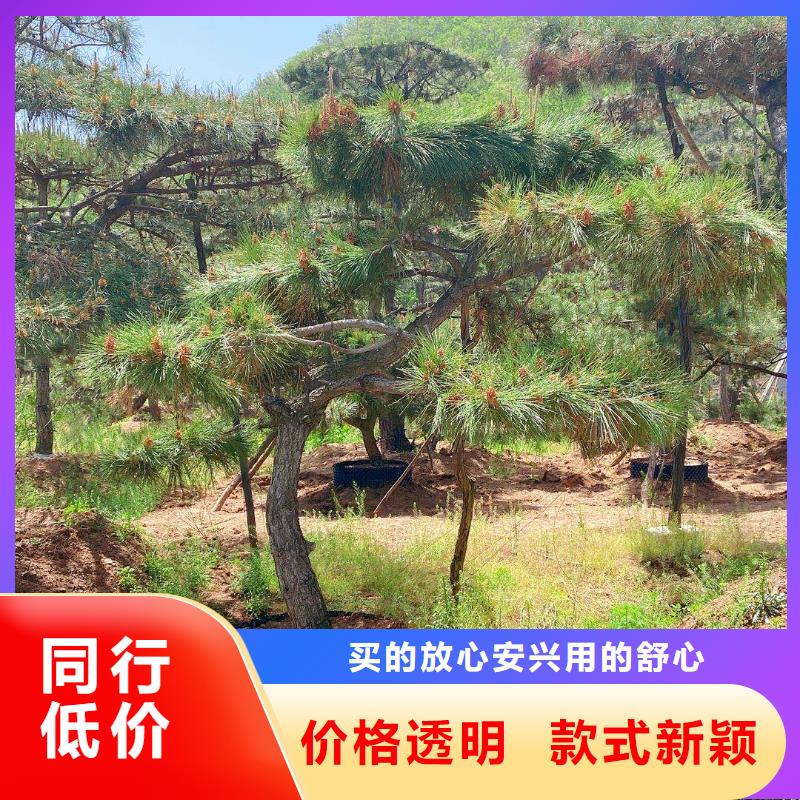 造型松黑松有實力有經(jīng)驗