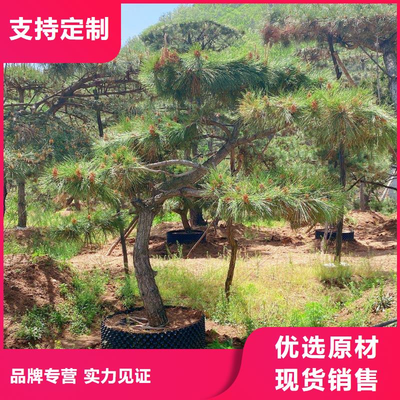  造型松產品實拍