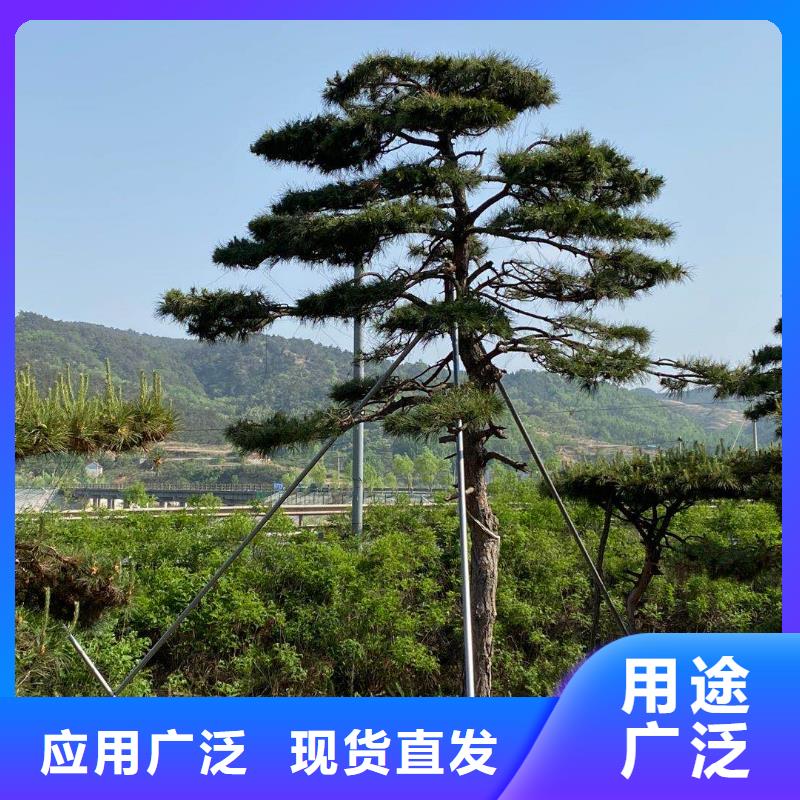 造型松-造型松價(jià)格質(zhì)檢合格出廠