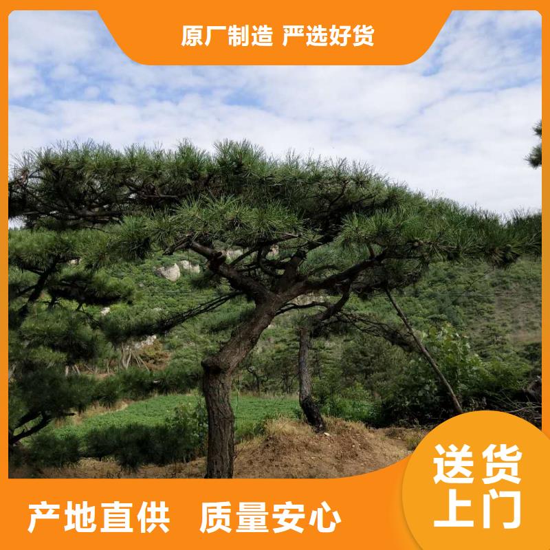 造型松黑松有實(shí)力有經(jīng)驗(yàn)