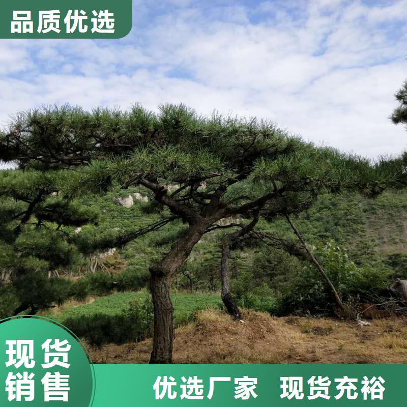 造型松古樁一站式供應(yīng)廠家