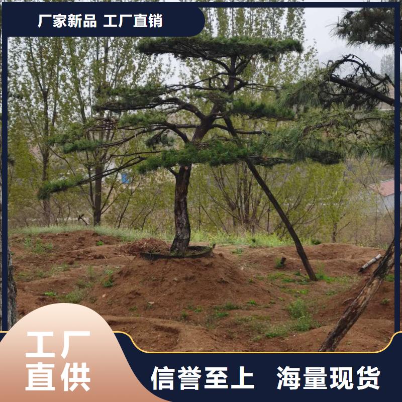 造型松古樁一站式供應(yīng)廠家