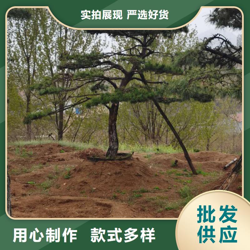 造型松黑松有實(shí)力有經(jīng)驗(yàn)