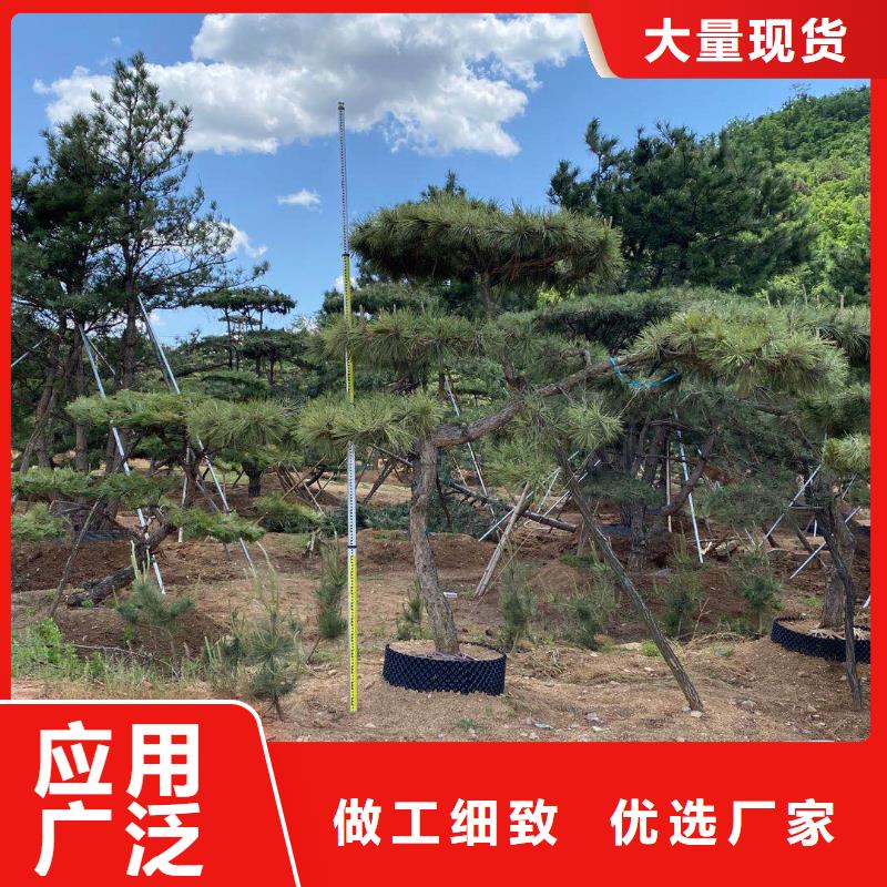 造型松古樁一件也發(fā)貨