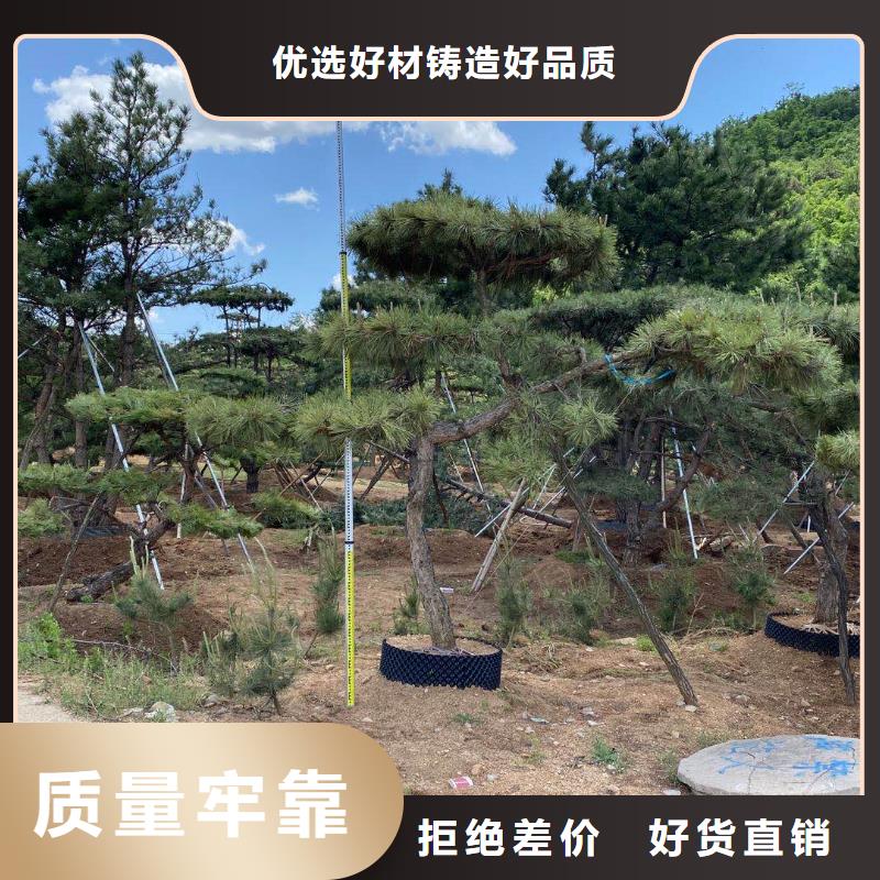 造型松黑松有實(shí)力有經(jīng)驗(yàn)