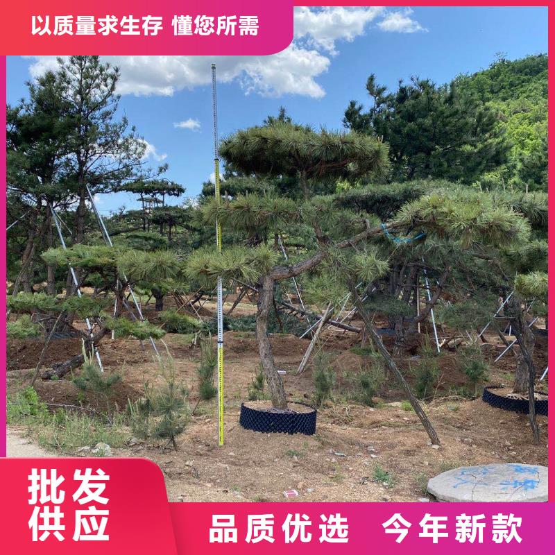 造型松古樁一站式供應(yīng)廠家