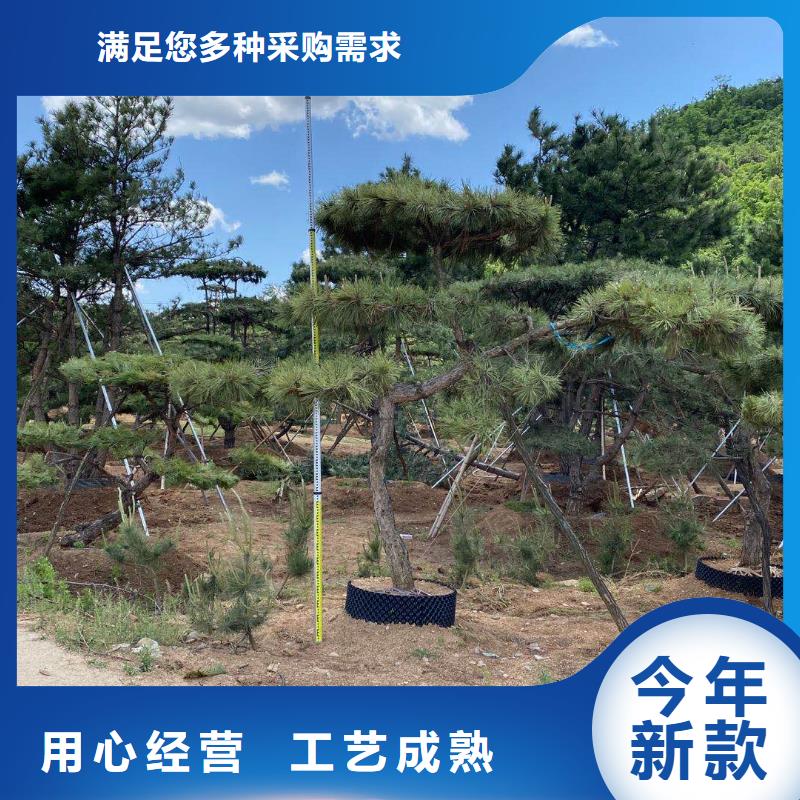 造型松真實(shí)拍攝品質(zhì)可靠