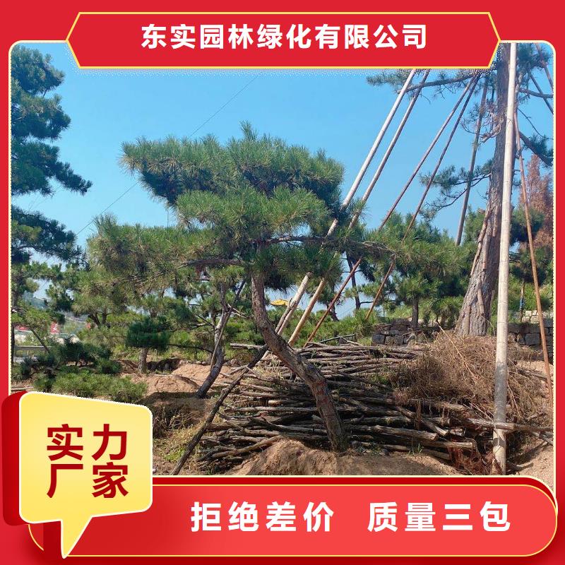 造型松古樁一站式供應(yīng)廠家