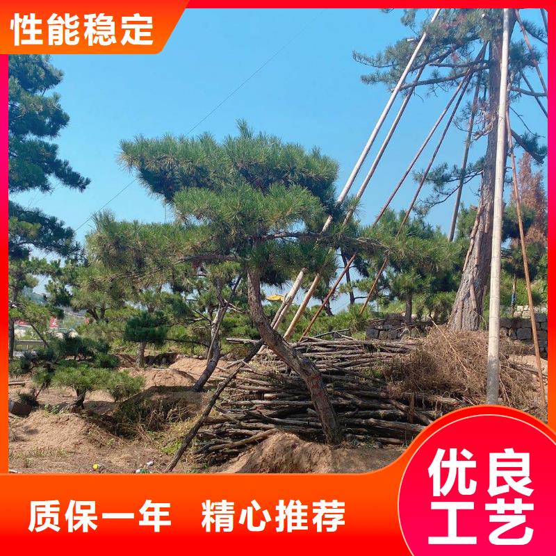 造型松黑松有實(shí)力有經(jīng)驗(yàn)