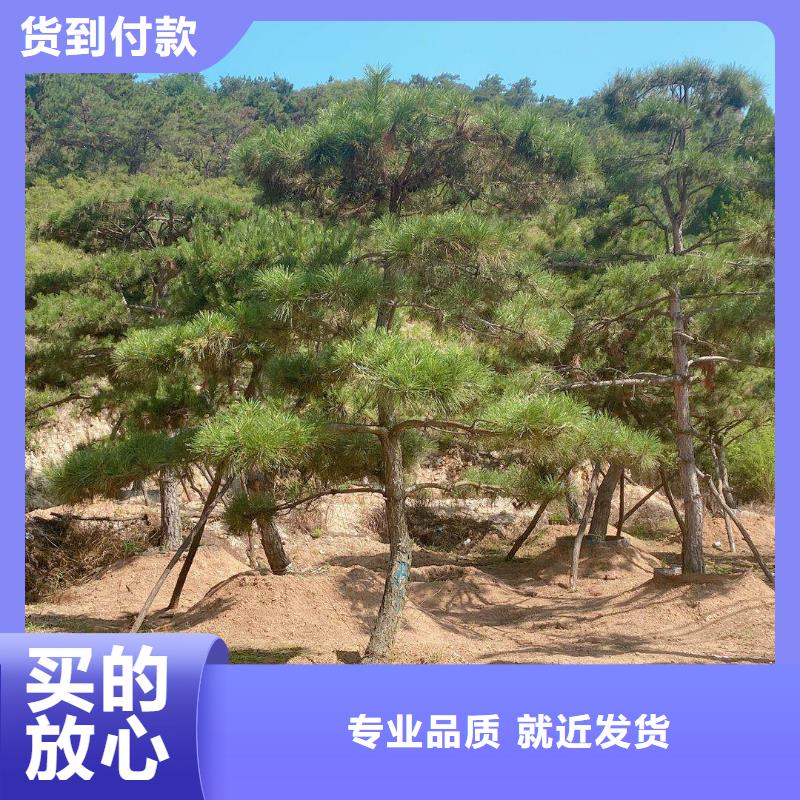 造型松古樁品種全