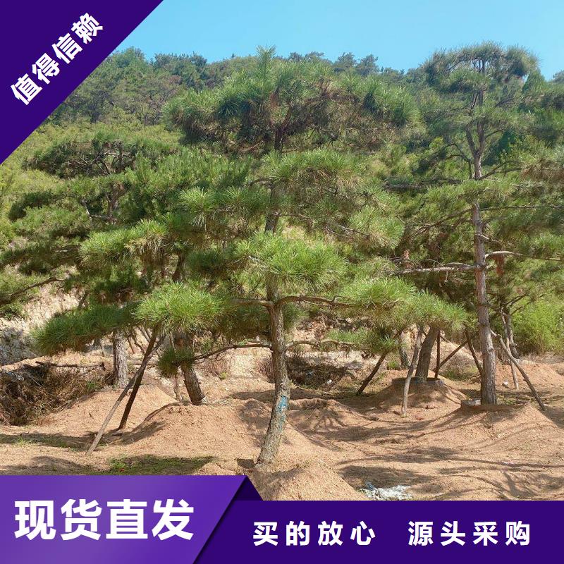 造型松黑松有實(shí)力有經(jīng)驗(yàn)