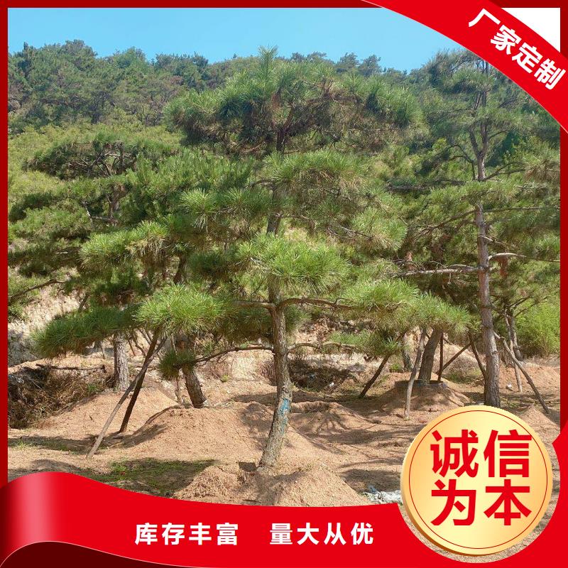造型松奇石用品質(zhì)說話