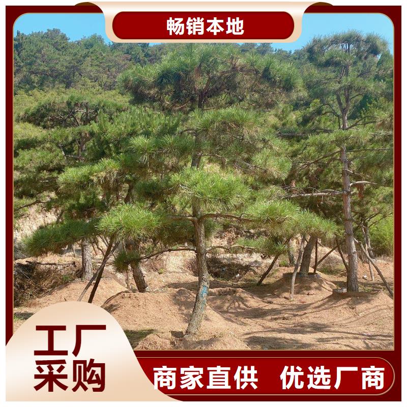 造型松專業(yè)的生產(chǎn)廠家