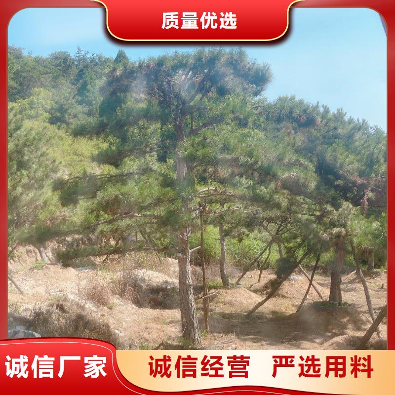 造型松黑松有實(shí)力有經(jīng)驗(yàn)
