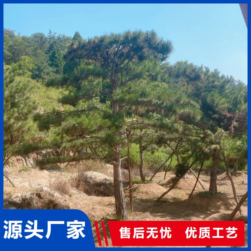 造型松古樁一站式供應(yīng)廠家