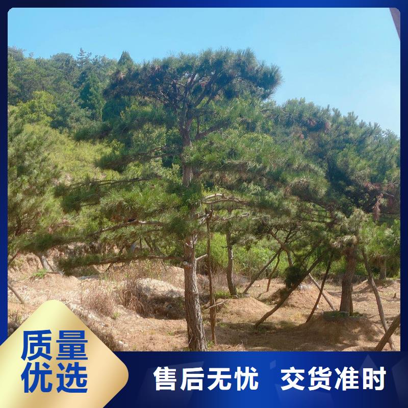 造型松古樁一站式供應(yīng)廠家