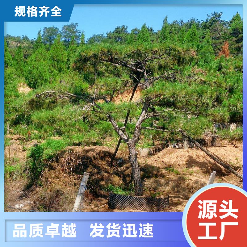 造型松黑松有實(shí)力有經(jīng)驗(yàn)