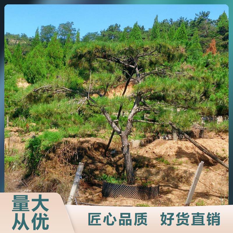 造型松古樁一站式供應(yīng)廠家