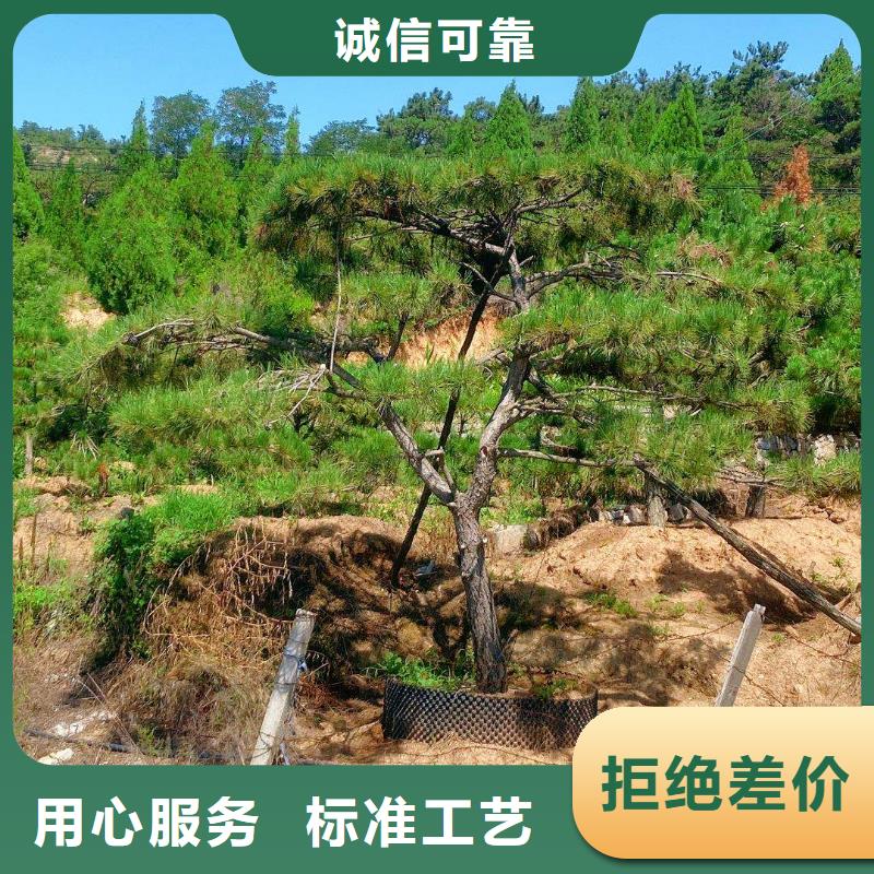 造型松黑松有實力有經(jīng)驗