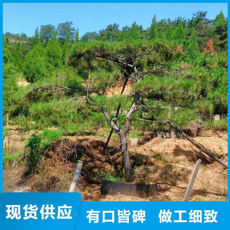 造型松,造型油松產(chǎn)地廠家直銷