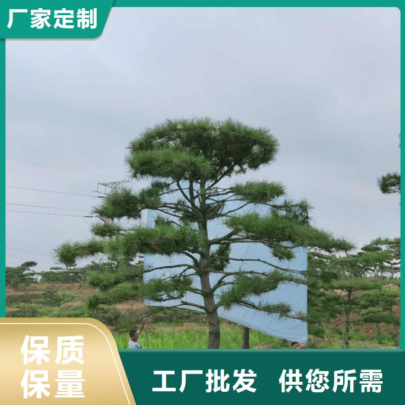 造型松黑松有實(shí)力有經(jīng)驗(yàn)